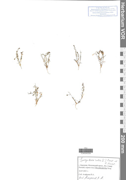 VOR 0040354