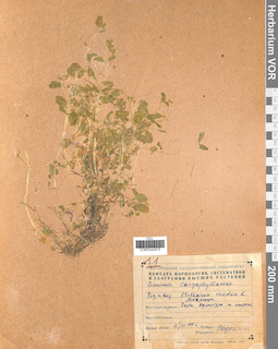 VOR 0040675