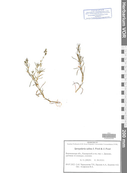 VOR 0042055