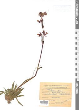 VOR 0042702