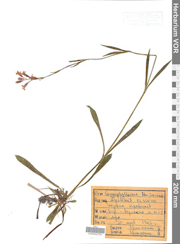 VOR 0042704