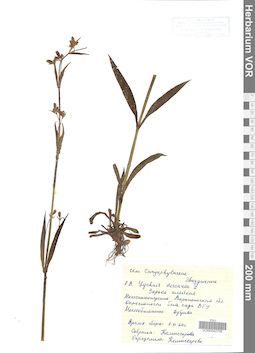 VOR 0042706