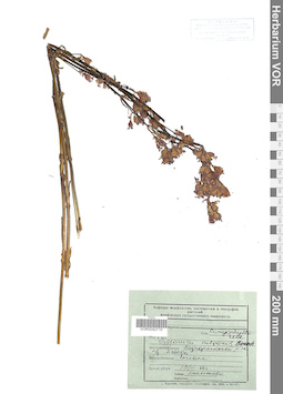 VOR 0042710