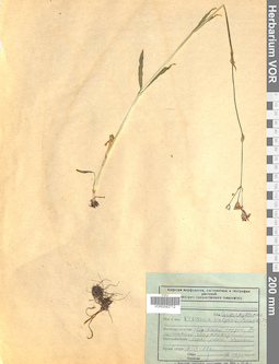 VOR 0042712