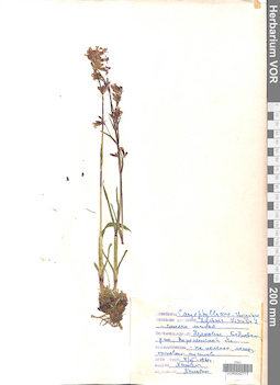 VOR 0042713