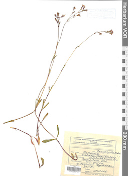 VOR 0042715