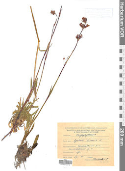VOR 0042719