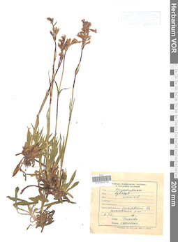VOR 0042720