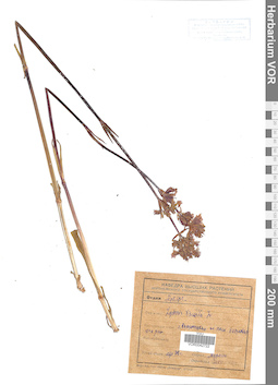 VOR 0042722