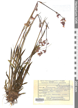 VOR 0042724