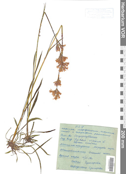 VOR 0042731