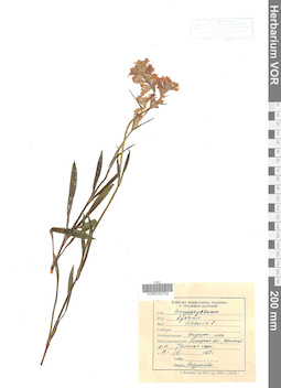 VOR 0042732