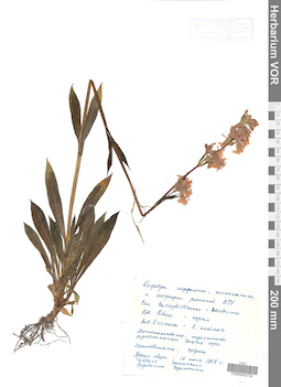 VOR 0042734