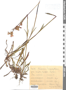 VOR 0042737