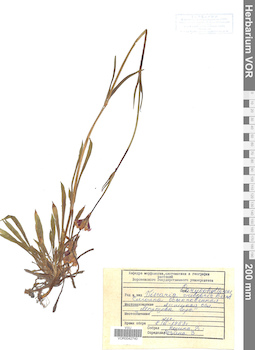 VOR 0042740