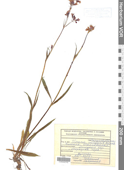 VOR 0042742