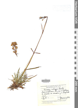 VOR 0042750