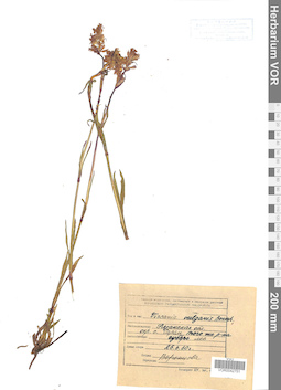 VOR 0042751