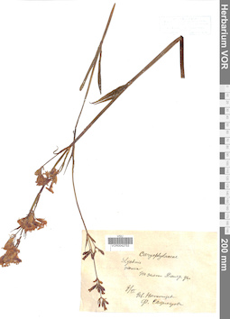 VOR 0042753
