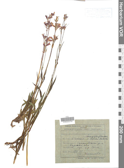 VOR 0042754