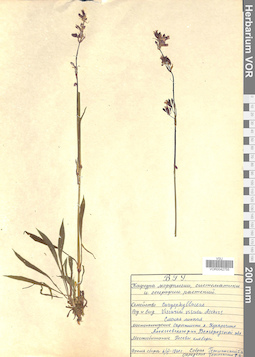 VOR 0042755