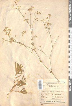 VOR 0008133