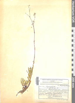 VOR 0008136