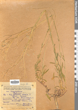 VOR 0008137