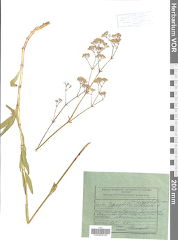 VOR 0008142