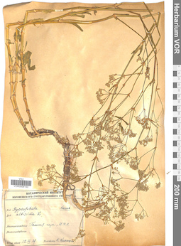 VOR 0008150