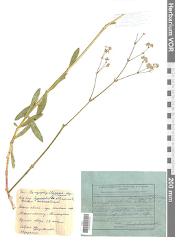 VOR 0008153
