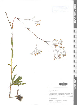 VOR 0040551