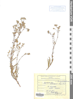 VOR 0008042