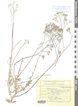 VOR 0008043