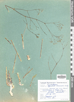 VOR 0008044