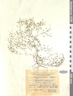 VOR 0008047
