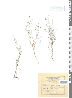 VOR 0008051