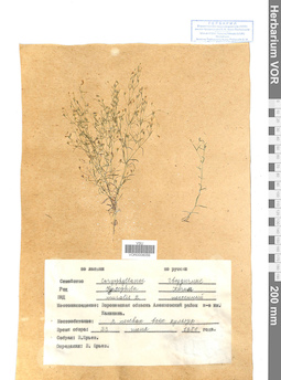 VOR 0008056