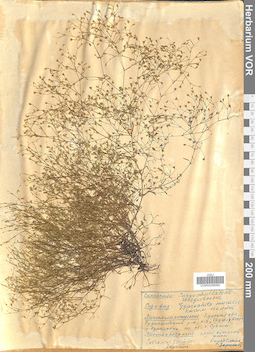 VOR 0008060