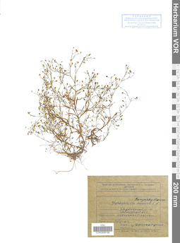 VOR 0008196