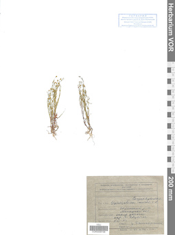 VOR 0008198