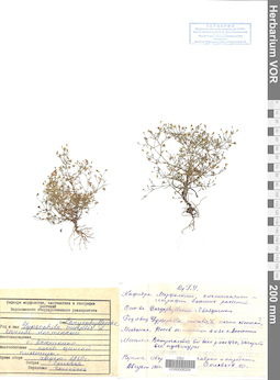 VOR 0008204