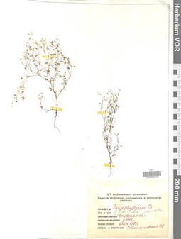 VOR 0008205