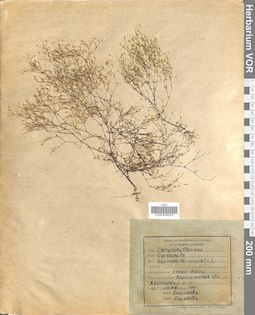 VOR 0008207