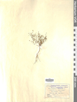VOR 0008221