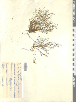 VOR 0008237