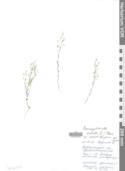 VOR 0008240