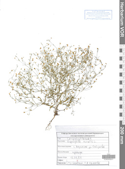 VOR 0008241