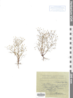 VOR 0008245