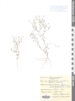 VOR 0008246
